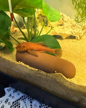 Ancistrus red