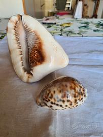 conchiglie marine