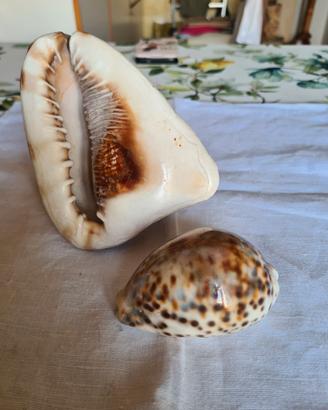 conchiglie marine