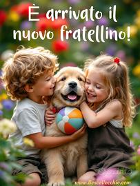 Golden Retriever Allevamento autorizzato
