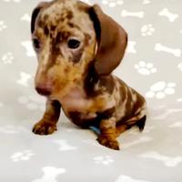 Cucciola di bassotto arlecchino