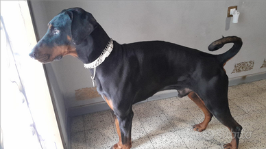 Regalo Dobermann