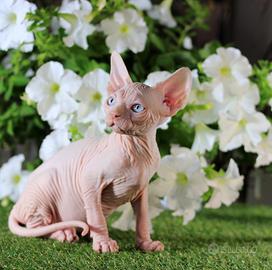 Sphynx femmina pedigree