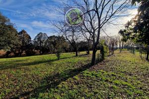 TERRENO AGRICO CON VIGNETO