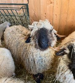 Pecora muso nero del vallese