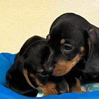 Cucciolini di bassotto 2 mesi
