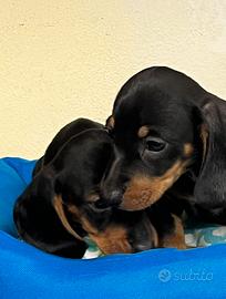 Cucciolini di bassotto 2 mesi