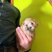 Maltipoo " mini toy " barboncino maltese