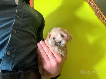 Maltipoo " mini toy " barboncino maltese