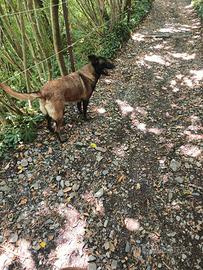 Pastore Belga Malinois
