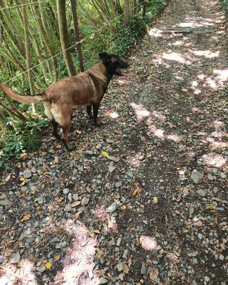 Pastore Belga Malinois