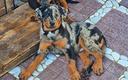 cucciolo-beauceron-maschio-arlecchino