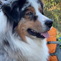 Monta per Pastore Australiano Blue Merle