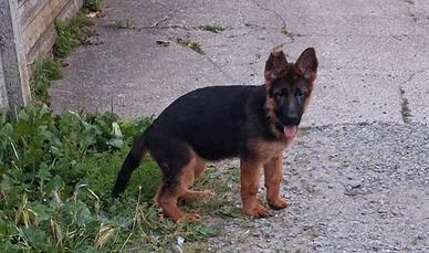 Cucciola di pastore tedesco con pedigree Enci