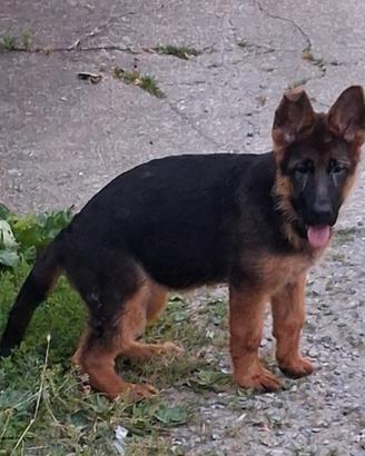 Cucciola di pastore tedesco con pedigree Enci