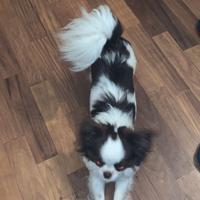 Chihuahua con pedigree per accoppiamento