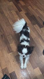 Chihuahua con pedigree per accoppiamento