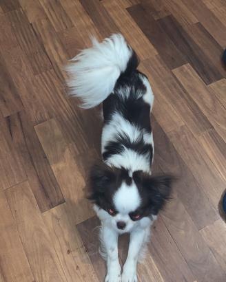 Chihuahua con pedigree per accoppiamento