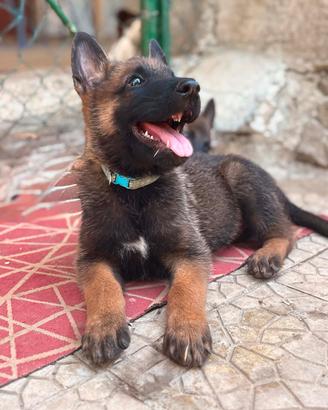pastore belga malinois