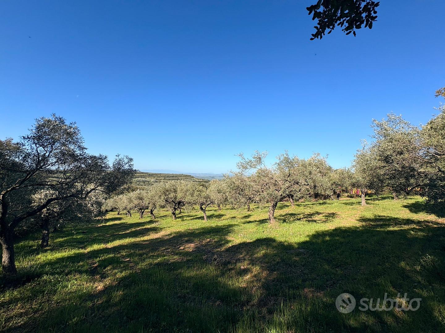 Terreno con uliveto a su piroi - Gergei - View 5
