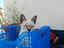 Immagine 4