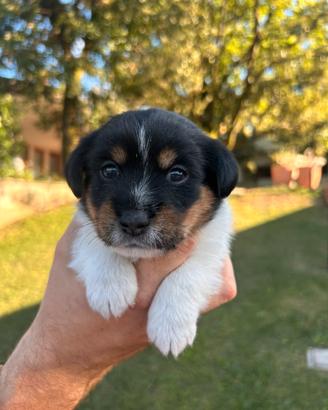 Cuccioli di Jack Russell