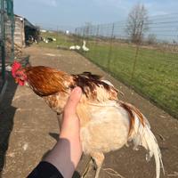 Galletto americanino