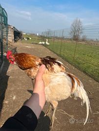 Galletto americanino