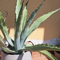 agave in vaso