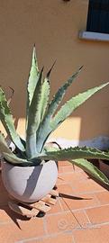 agave in vaso