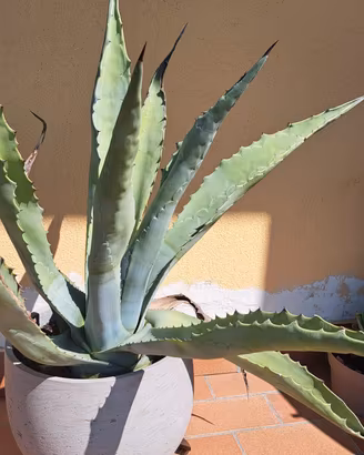 agave in vaso