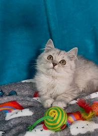 Gattino British longhair