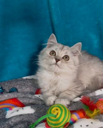 Gattino British longhair
