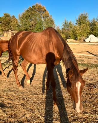Cavallo in fida
