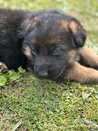 Cuccioli di Pastore Tedesco