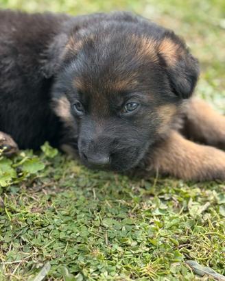 Cuccioli di Pastore Tedesco
