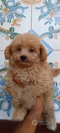 Cucciolo di maltipoo