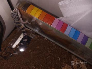 Geco leopardino femmina