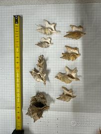 Conchiglie Aporrhais pespelecani