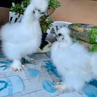 Galline Pulcini e Pulcinotti varie razze