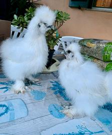 Galline Pulcini e Pulcinotti varie razze