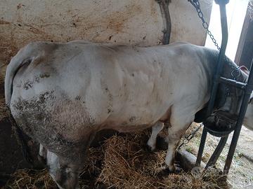 Toro piemontese