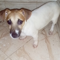 Cucciola di jack russell