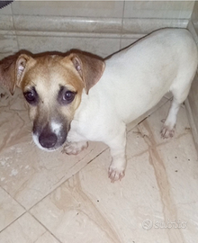 Cucciola di jack russell