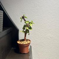 Piantine di Portulacaria Afra