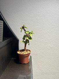 Piantine di Portulacaria Afra