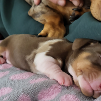 Cuccioli di bassotto arlecchino