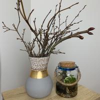 Terrarium piante 🌱