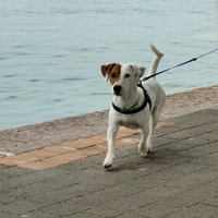 Jack Russell per accoppiamento