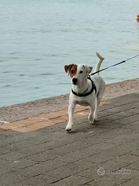 Jack Russell per accoppiamento